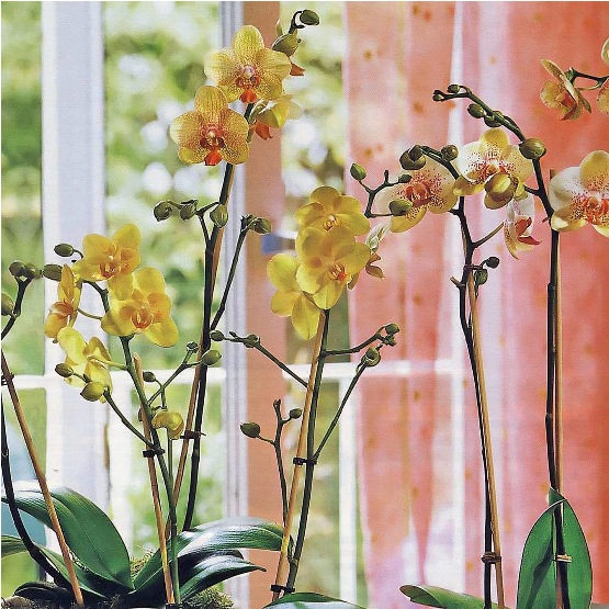 OrchidPhalaenopsis_pre.jpg
